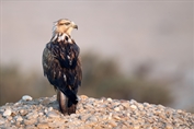533 Northern Long-legged Buzzard