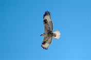 536 Northern Long-legged Buzzard