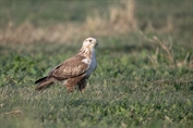 538 Northern Long-legged Buzzard