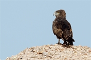 539 Short-toed Snake Eagle