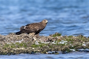 543 Greater Spotted Eagle