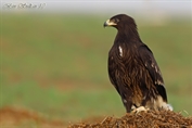 545 Greater Spotted Eagle