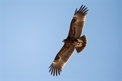 546 Greater Spotted Eagle
