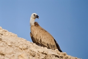 547 Euroasian Griffon Vulture