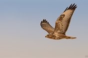 555 Steppe Buzzard