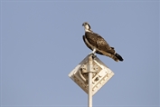 560 Western Osprey