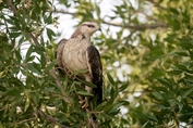 566 Northern Oriental Honey-Buzzard