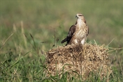 568 Northern Oriental Honey-Buzzard
