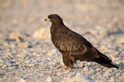 571 European Honey Buzzard