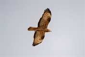 573 European Honey Buzzard