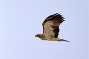575 Booted Eagle