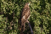 579 Northern Oriental Honey-Buzzard