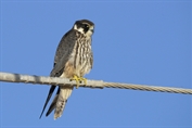 583 Western Eurasian Hobby