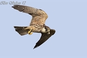 584 Western Eurasian Hobby