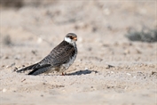 588 Amur Falcon