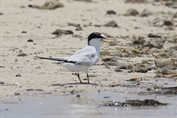 594 Saunders's Tern