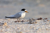 595 Saunders's Tern