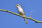 597 Sykes's Warbler