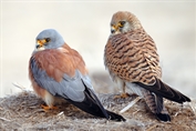 599 Lesser Kestrel