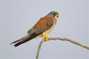 600 Lesser Kestrel
