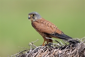 602 Common Kestrel