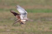 604 Common Kestrel