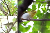608 Wood Warbler