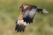 610 Western Marsh Harrier