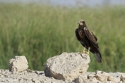 614 Western Marsh Harrier