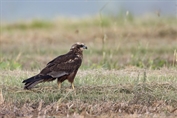 615 Western Marsh Harrier