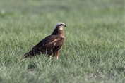 619 Western Marsh Harrier