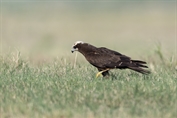 620 Western Marsh Harrier