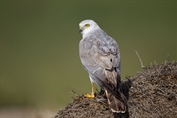 624 Pallid Harrier