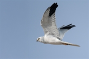 626 Pallid Harrier