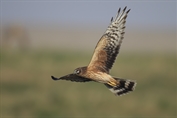628 Pallid Harrier
