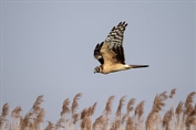 631 Pallid Harrier