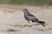 632 Montagu's Harrier