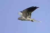633 Montagu's Harrier