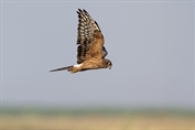 638 Montagu's Harrier