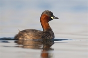641 Little Grebe
