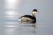 649 Eurasian Black-necked Grebe