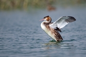 654 Eurasian Great Crested Grebe