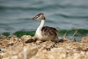 656 Eurasian Great Crested Grebe