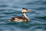 657 Eurasian Great Crested Grebe