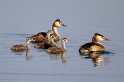 658 Eurasian Great Crested Grebe
