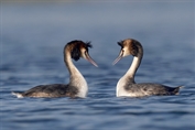 659 Eurasian Great Crested Grebe