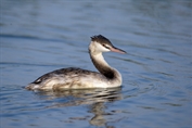 660 Eurasian Great Crested Grebe
