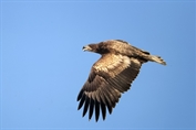 666 White-tailed Eagle