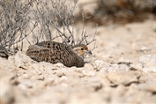 670 Grey Francolin