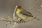 672 Icterine Warbler